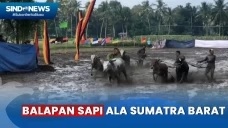 Pacu Jawi, Tradisi Balap...