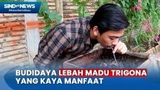 Kenali Madu Klanceng...