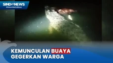 Buaya 4 Meter Muncul...