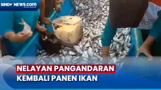 1 Ton Ikan Diserbu Warga...