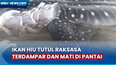Penampakkan Hiu Tutul...