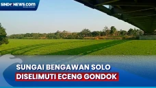 Hamparan Eceng Gondok...