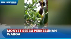 Warga Barru Resah, Kawanan...