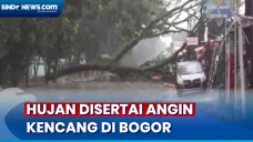 Sejumlah Pohon Tumbang...