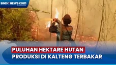 Diduga Sengaja Dibakar,...