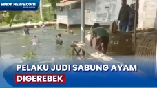Lokasi Judi Sabung Ayam...