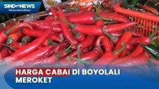 Harga Cabai Rawit Merah...
