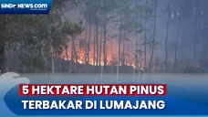 Musim Kering Ekstrem,...