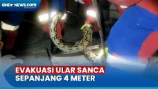 Masuk Rumah Warga, Ular...