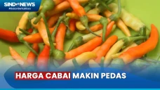 Harga Cabai Meroket,...