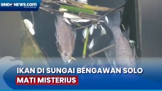 Ikan di Sungai Bengawan...