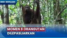 8 Orangutan Dilepasliarkan...