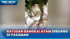 Geger Penemuan Ratusan...