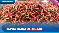 Harga Cabai Melonjak...
