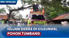 Pohon Tumbang Nyaris...