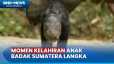 Anak Badak Sumatera...