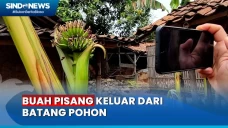 Unik! Buah Pisang Tumbuh...