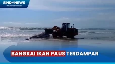 Bangkai Ikan Paus Berukuran...