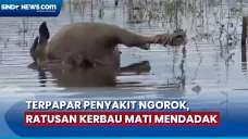 Diduga Terserang Penyakit...