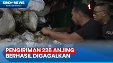 Pengiriman 226 Ekor...