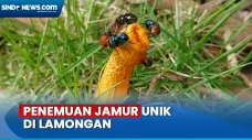 Viral! Ada Jamur Unik...