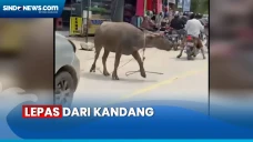 Viral Kerbau Mengamuk...