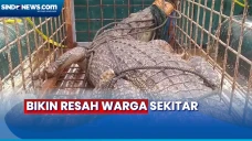 Penangkapan Buaya Muara...