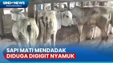 Diduga Diserang Gigitan...