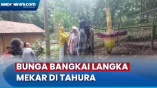 Momen Langka, Bunga...