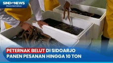 Peternak Belut di Sidoarjo...