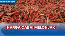 Harga Cabai di Tigaraksa...