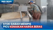 Stok Gabah Menipis Akibat...