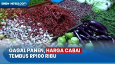 Gagal Panen, Harga Cabai...