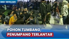 Pohon Tumbang, Calon...
