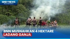 BNN Musnahkan 4 Hektare...