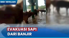 Sapi di Sampang Terjebak...