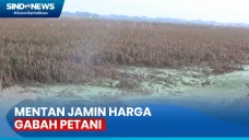 Mentan Jamin Harga Gabah...
