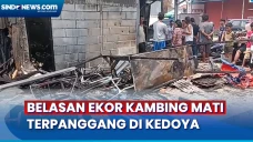 Belasan Ekor Kambing,...