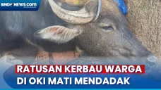 Ratusan Kerbau Warga...