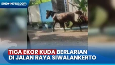 Kabur dari Kandang,...