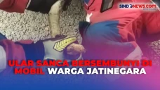 Ular Sanca Sepanjang...