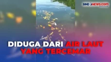 Puluhan Ikan Ditemukan...
