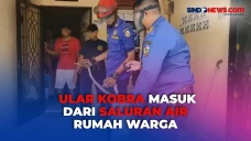 Evakuasi Ular Kobra...