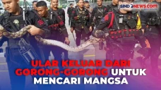 Pasukan Brimob Tangkap...