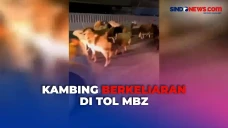 Viral Belasan Kambing...