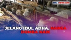 Harga Hewan Kurban Merangkak...
