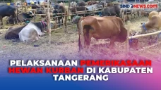 Jelang Idul Adha, 100...