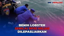 Benih Lobster Hasil...