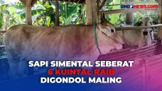 Sapi Simental Seberat...