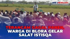 Tanaman Padi Mulai Kering,...